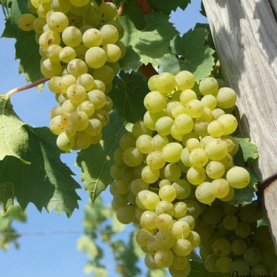 Виноград СОЛЯРИС в Таразе