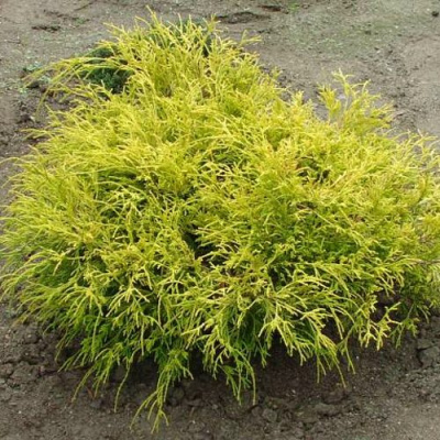 Кипарисовик ГОЛДЕН МОП горохоплодный в Таразе