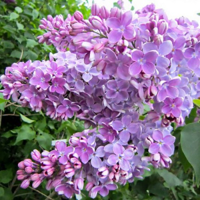 Сирень ОЛЯ в Таразе