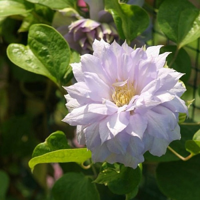 Клематис БЕЛЬ ОФ ВОРКИНГ в Таразе