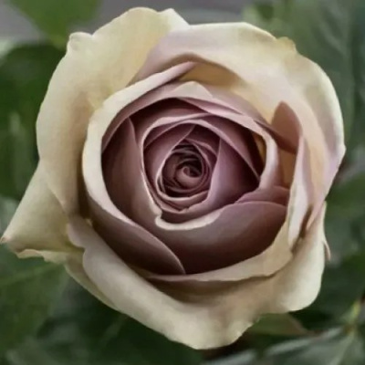 Роза АМНЕЗИЯ чайно-гибридная в Таразе