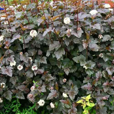 Пузыреплодник ДИАБЛО в Таразе