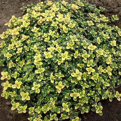 Тимьян ДОННА ВАЛЕЙ лимоннопахнущий в Таразе