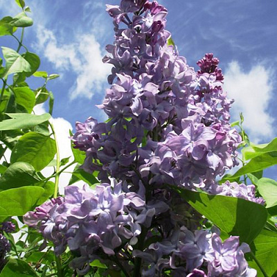 Сирень КРЫЛЬЯ НАДЕЖДЫ в Таразе