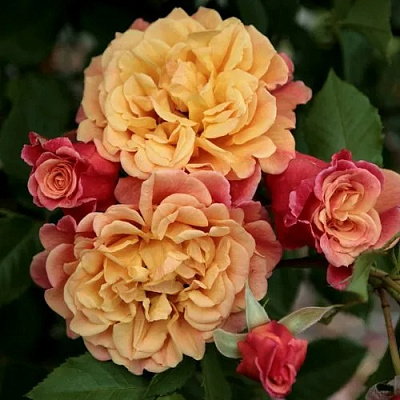 Роза АЛОХА плетистая в Таразе