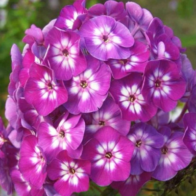 Флокс УСПЕХ метельчатый в Таразе