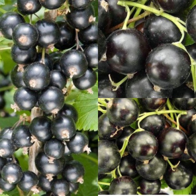 Комплект ЧЕРНАЯ СИЛА в Таразе