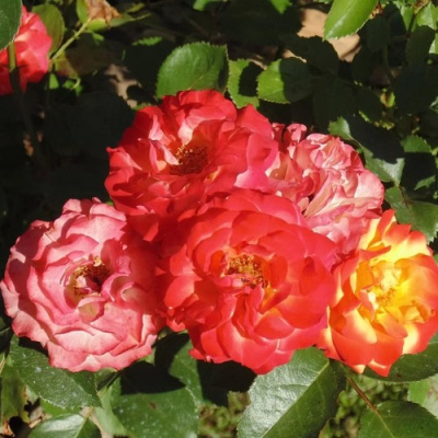 Роза ТАЙФУН спрей в Таразе