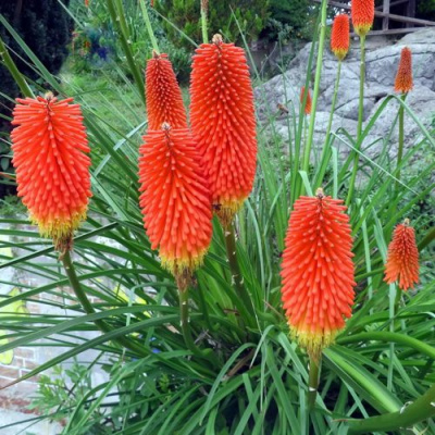 Книфофия БЕНГАЛ ФАЕР гибридная в Таразе