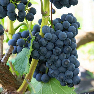 Виноград КАБЕРНЕ КОРТИС в Таразе