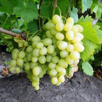 Виноград НАДЕЖДА АКСАЙСКАЯ в Таразе