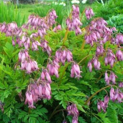 Дицентра изящная в Таразе