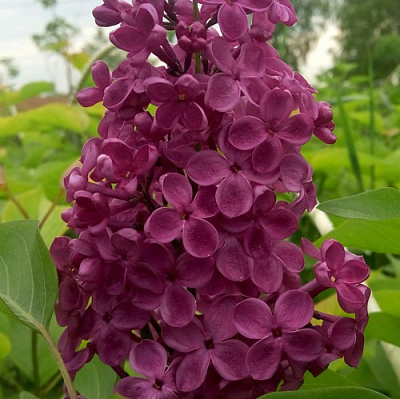 Сирень ИНДИЯ в Таразе