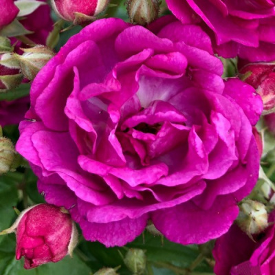 Роза ПЕРПЛ СИЛУЕТТА плетистая в Таразе