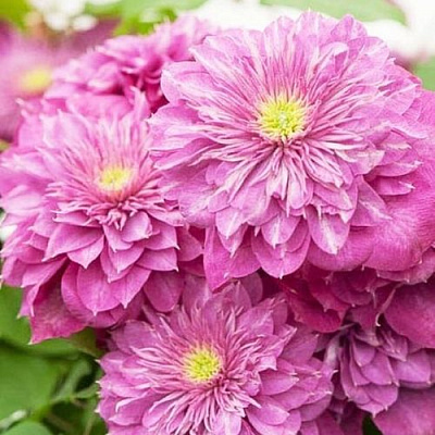 Клематис КАЙЗЕР в Таразе