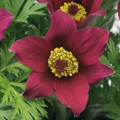 Прострел ПИНВИЛ РЕД ШЕЙДЕС в Таразе