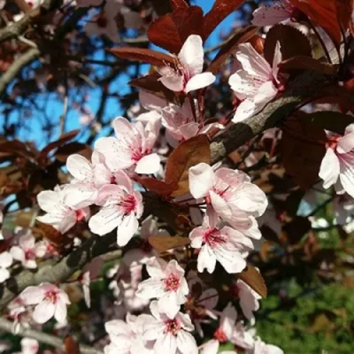 Слива ВУДИ растопыренная в Таразе