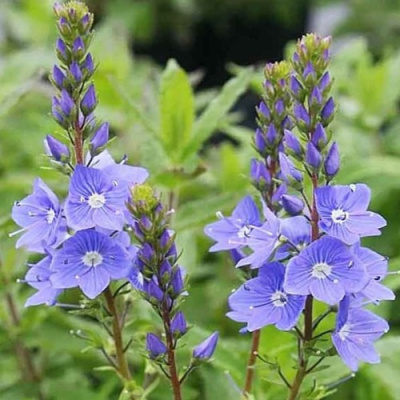 Вероника РОЯЛ БЛЮ большая в Таразе