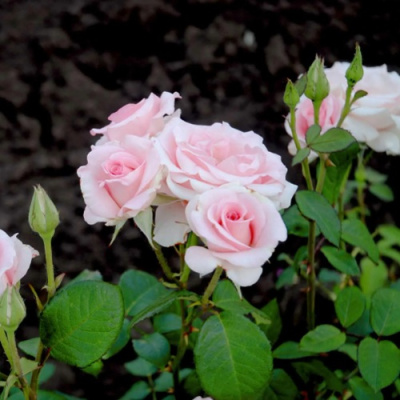 Роза ФЛАМИНГО чайно-гибридная в Таразе