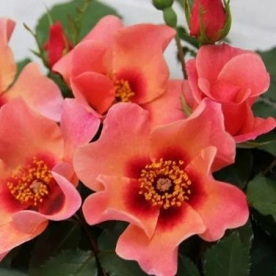 Роза ФО Ю АЙС ОНЛИ флорибунда  в Таразе