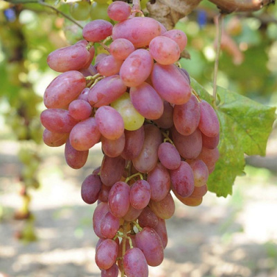 Виноград ВИКТОР в Таразе