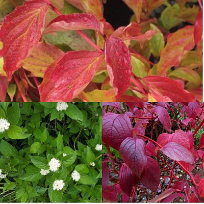 Комплект СЕВЕРНОЕ СИЯНИЕ в Таразе