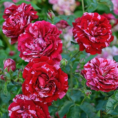 Роза ДИП ИМПРЕШН флорибунда в Таразе