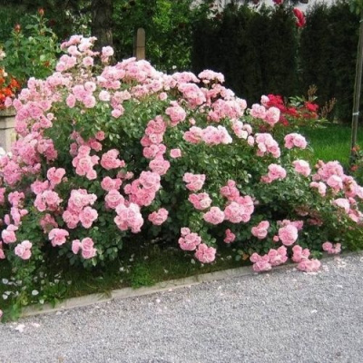 Роза БОНИКА флорибунда в Таразе