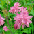 Аквилегия БАРЛОУ ПИНК гибрид МакКаны в Таразе