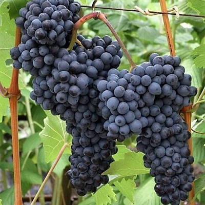 Виноград КИШМИШ КРАСЕНЬ в Таразе