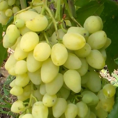 Виноград ЗАРНИЦА в Таразе