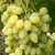 Виноград ЗАРНИЦА в Таразе