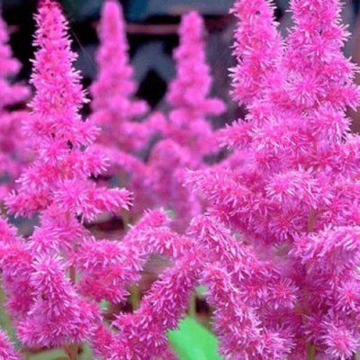 Астильба АМЕТИСТ Арендса в Таразе