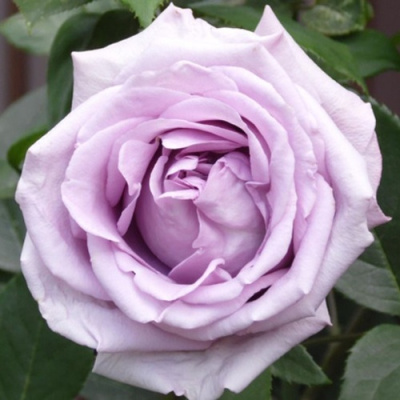 Роза ИНДИГОЛЕТТА плетистая в Таразе