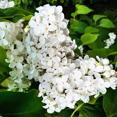 Сирень МАЛЕНЬКИЙ ПРИНЦ в Таразе