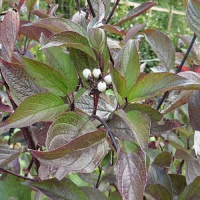 Дерен КЕССЕЛЬРИНГИ в Таразе