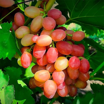 Виноград ДЫНЬКА в Таразе