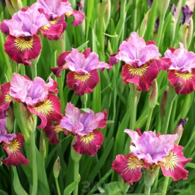 Ирис МИСС ЭППЛ сибирский в Таразе