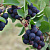 Ирга МАРТИН в Таразе