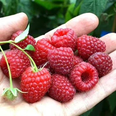 Малина ХИМБО-ТОП в Таразе