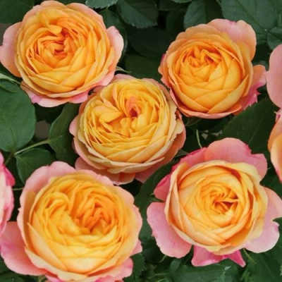 Роза БЕБИ РОМАНТИКА миниатюрная в Таразе