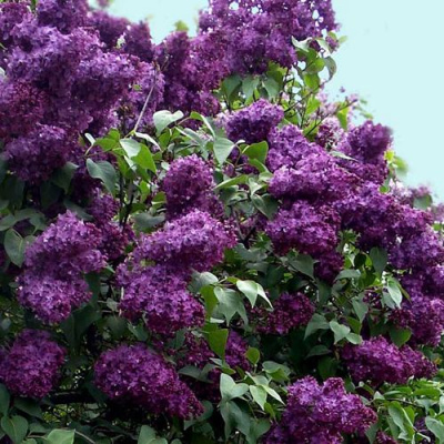 Сирень ИНДИЯ в Таразе