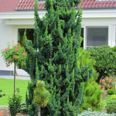 Кипарисовик ВИСЕЛЛИ лавсона в Таразе