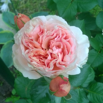 Роза ФИЛИНГ чайно-гибридная в Таразе