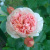 Роза ФИЛИНГ чайно-гибридная в Таразе