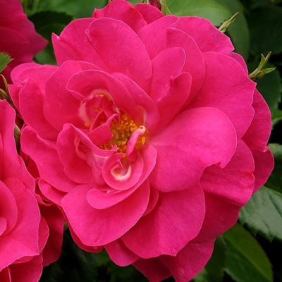 Роза ДЖОРДЖ ВАНКУВЕР флорибунда в Таразе