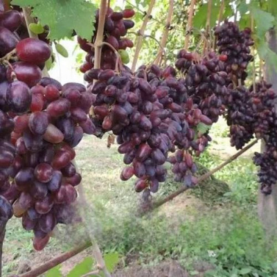 Виноград БАЙКОНУР в Таразе