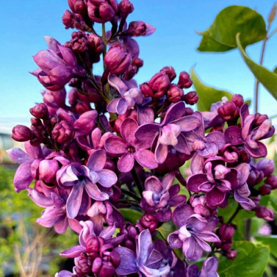 Сирень ВИОЛЕТТА в Таразе