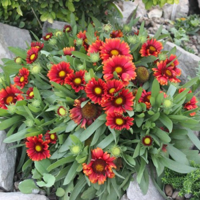 Гайлардия АРИЗОНА РЕД ШЕЙДС в Таразе