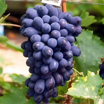 Виноград КОДРЯНКА в Таразе